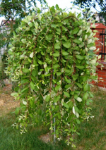 Ива козья Килмарнок С10 Ра150-160