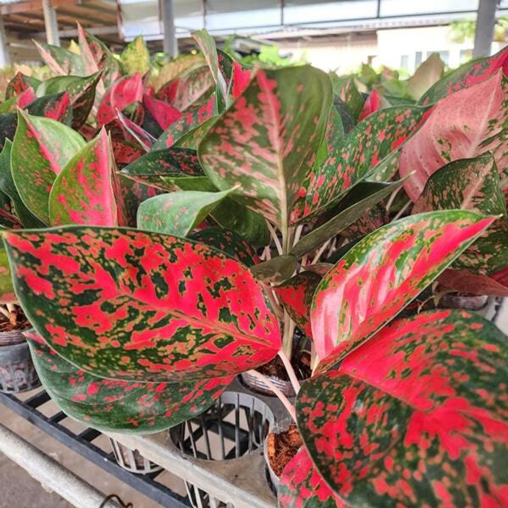 Аглаонема COCHIN RED