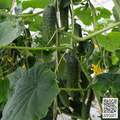 Анзор F1 семена огурца партенокарпического (Bejo / Бейо)