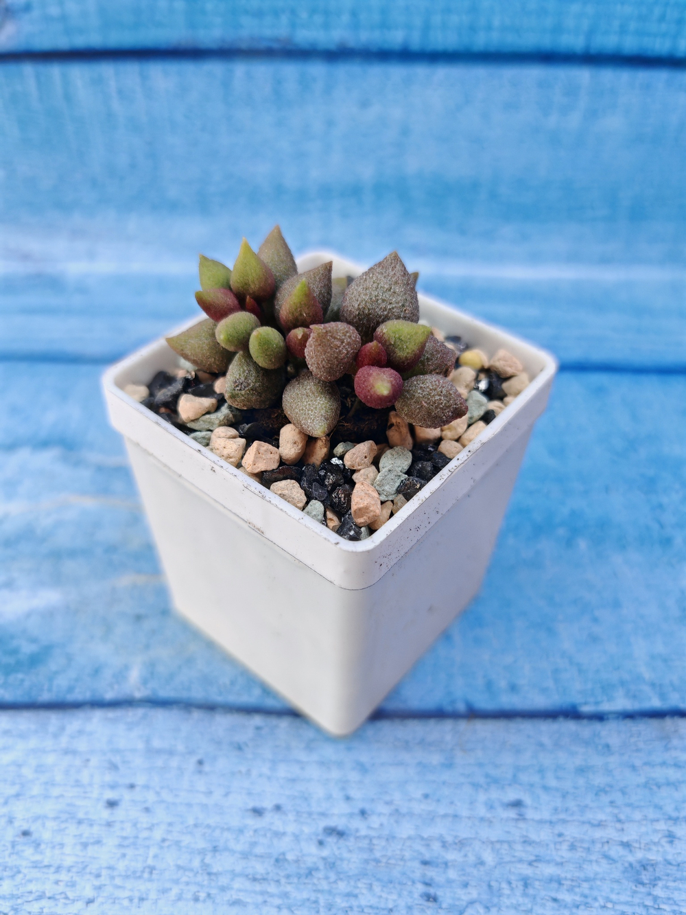 Adromischus Marianae Aubergine (Адромискус)