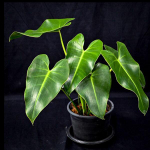 Филодендрон CORCOVADENSIS