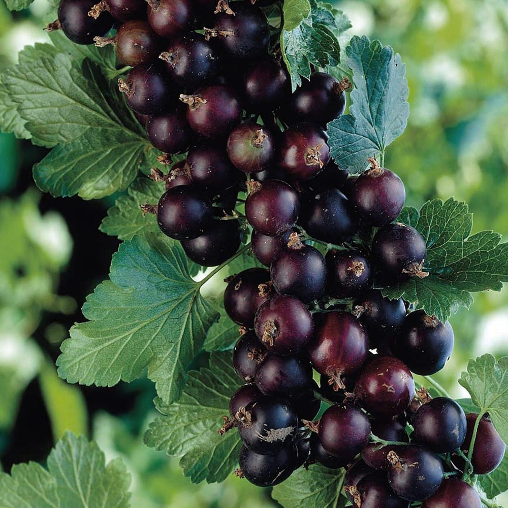 Йошта Крона