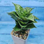 Sansevieria Mahanakorn (Сансевиерия)