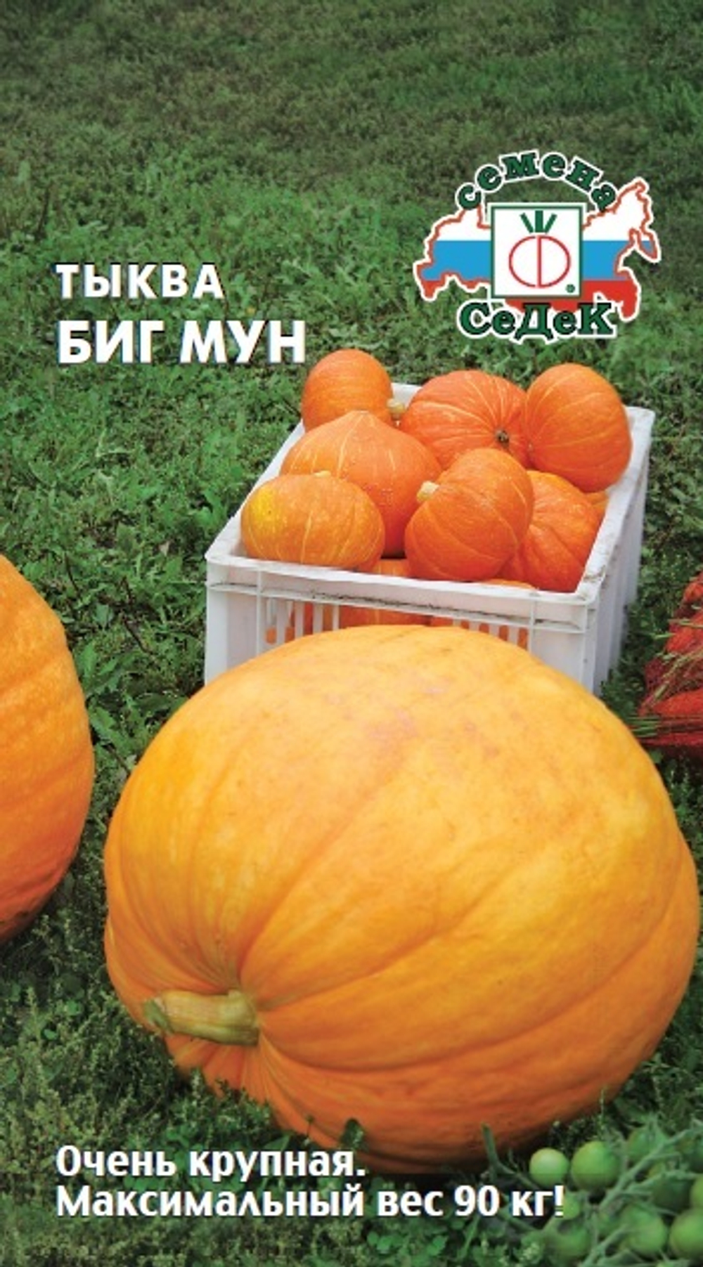 тыква Биг Мун