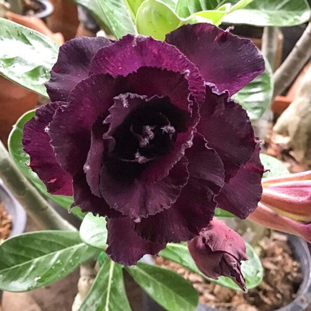 Адениум обесум MAD LADY