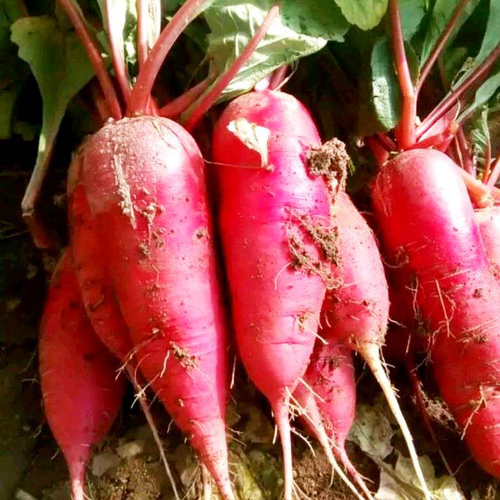 Китайский Гигантский Редис Четырёх Сезонов - 称四季萝卜