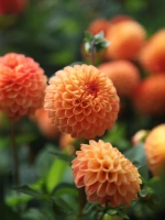 Георгин помпонный Сувенир д'Эт