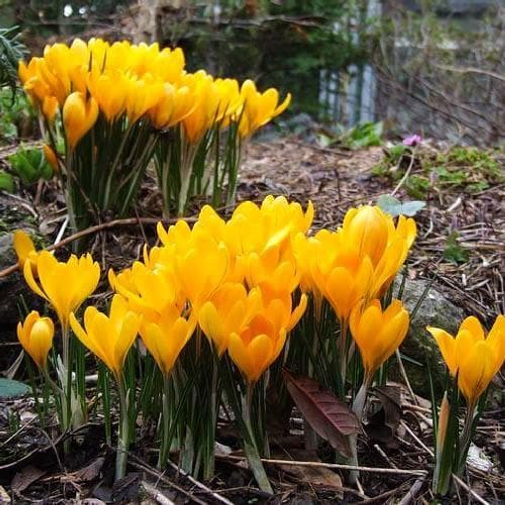 Крокус Golden Yellow (луковицы 5шт)