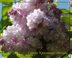 Сирень Красавица Москвы (Krasavitsa Moskvy)