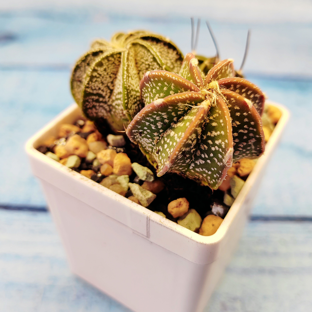Astrophytum Capricorne (Астрофитум козерогий)
