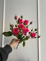 Пионовидная кустовая роза в ярко розовом оттенке