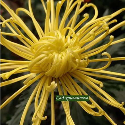 Colden Splendour  крупноцветковая хризантема ☘  ан 4    (отгрузка Май)