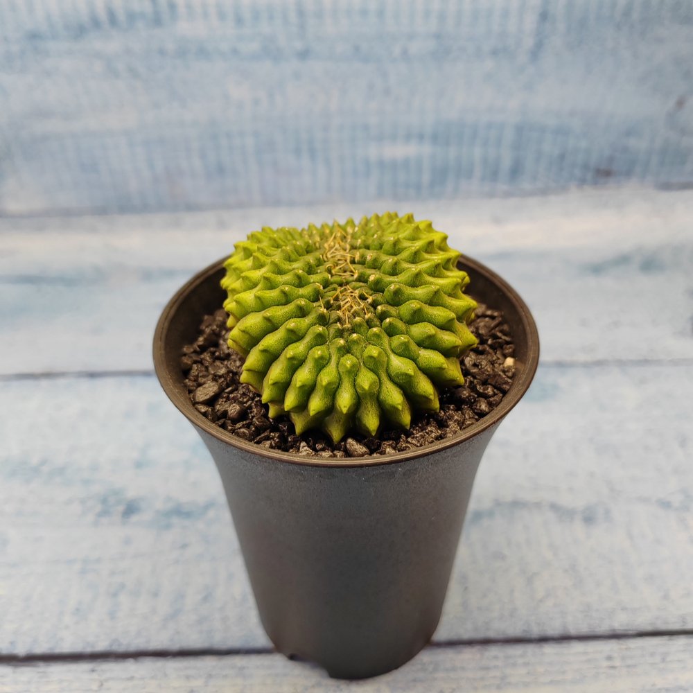 Gymnocalycium Spineless Crested form (Гимнокалициум Кристатный)