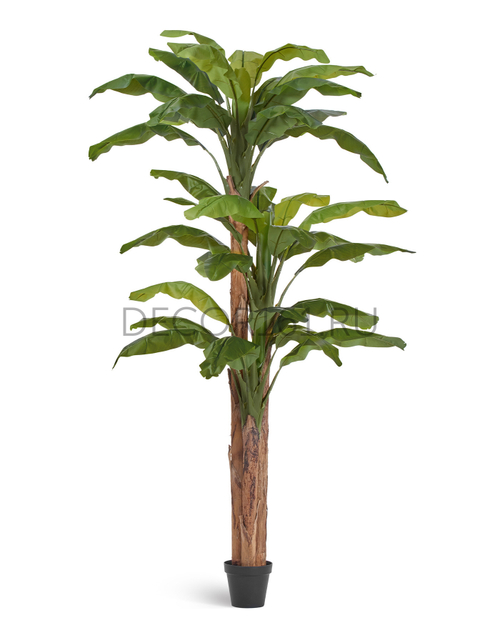 Банановое дерево в-280 см (31 лист и 3 ствола) (Sensitive Botanic) 1/1 10.0157210N