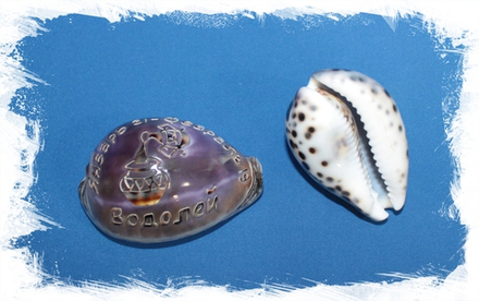 Ципрея с гравировкой "Водолей"