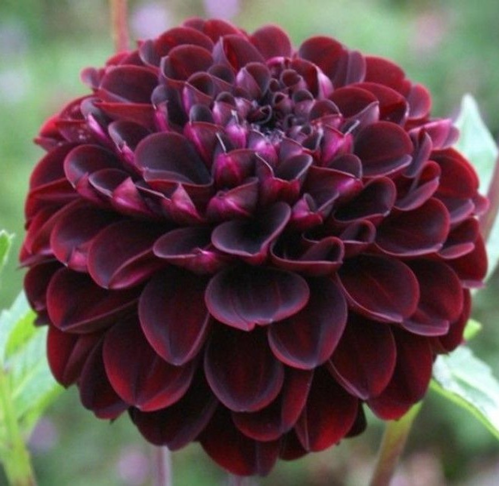 Георгин Дарк Спирит (1 шт) Волжский Сад