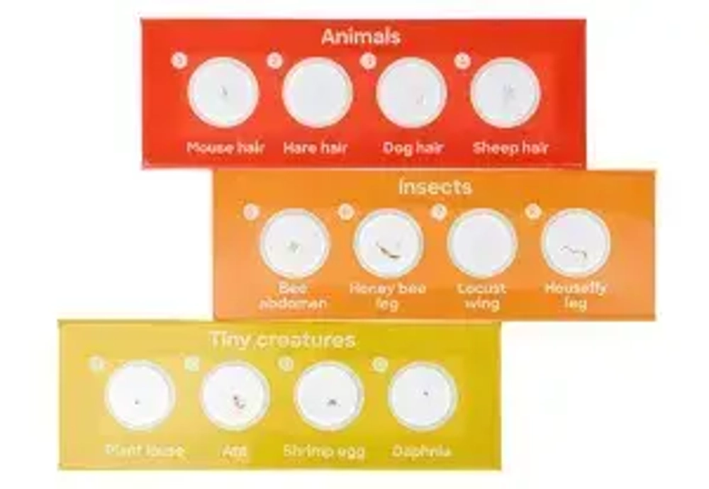 Набор микропрепаратов Levenhuk Discovery «Фауна», 12 шт.