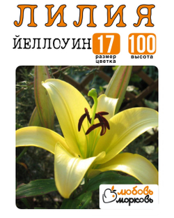 Лилия Луковица, Йеллоуин, ОТ-гибрид, 1 шт