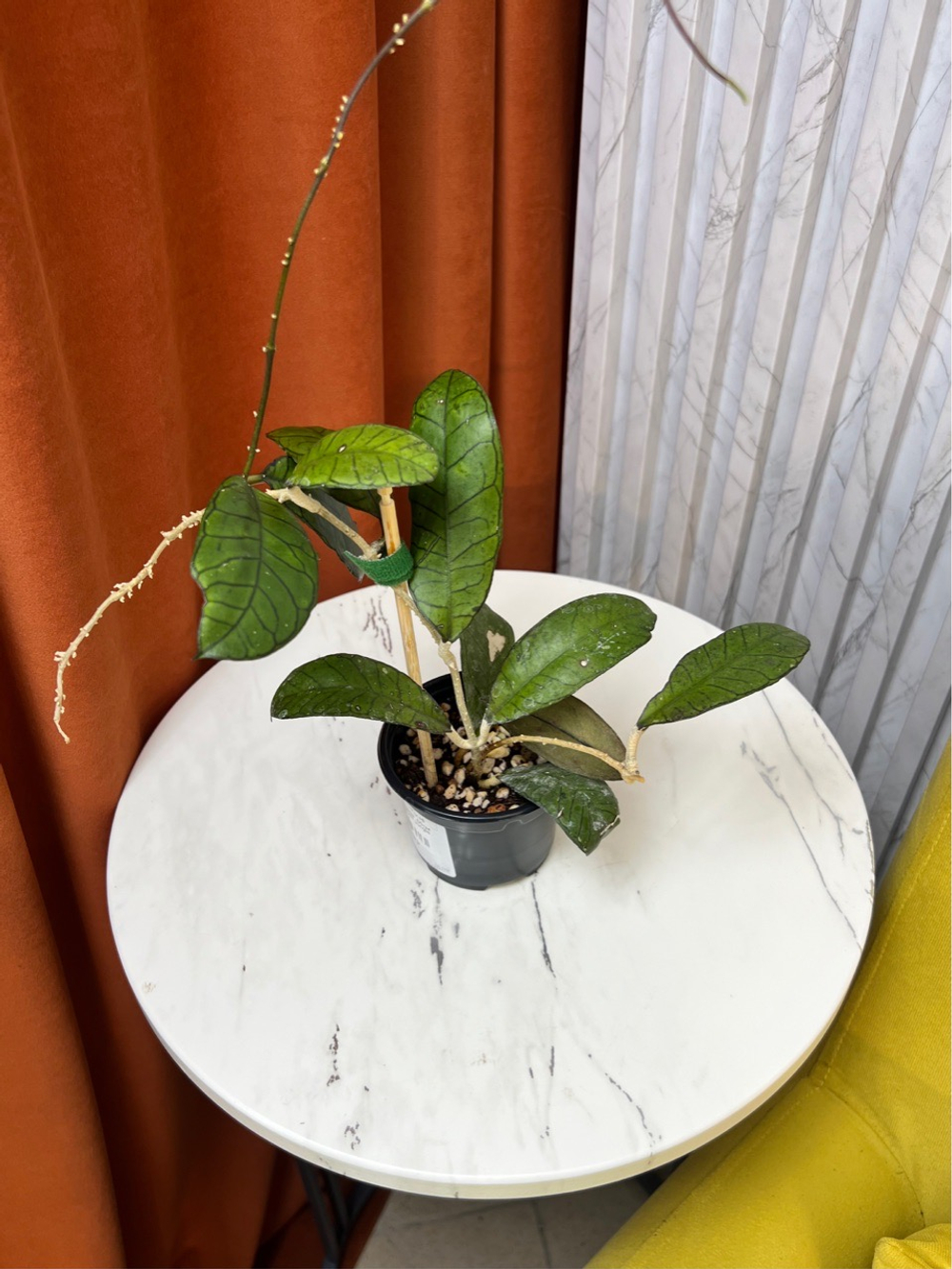 Хойя Гунунг Гадинг, D9см Н15см, 1шт, Urban Jungle (7583)