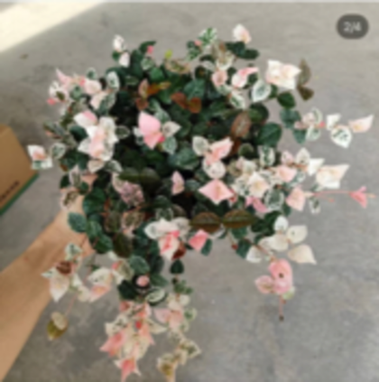 Трахелоспермум Tricolor Jasmine д.12