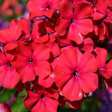 Флокс метельчатый  Starfire