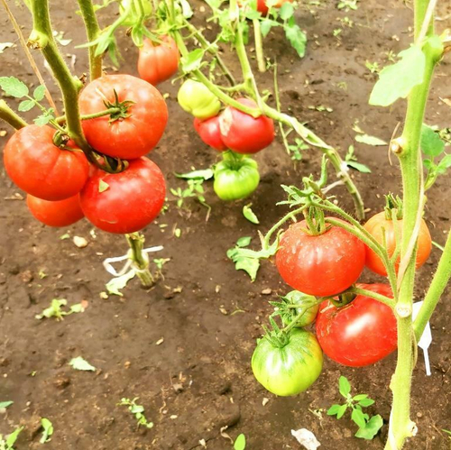 Помидоры Астраханские Мясистые Розово-Красные