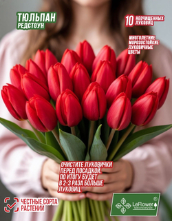 Тюльпан Луковица, Ред Стоун, 10 шт