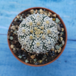 Astrophytum Asterias "Super Kabuto" (Астрофитум)