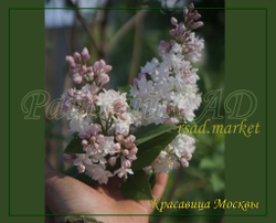 Сирень Красавица Москвы (Krasavitsa Moskvy)