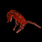 Рыболовные, силиконовые приманки. Рачки мормыш RuBaits Shrimp креветка. Набор для рыбалки на щуку, судака, окуня, форель. Зимняя рыбалка, микроджиг.