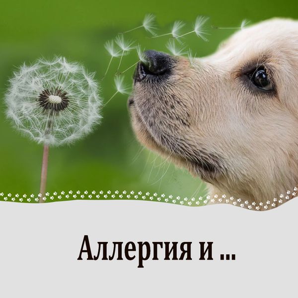 Аллергия.