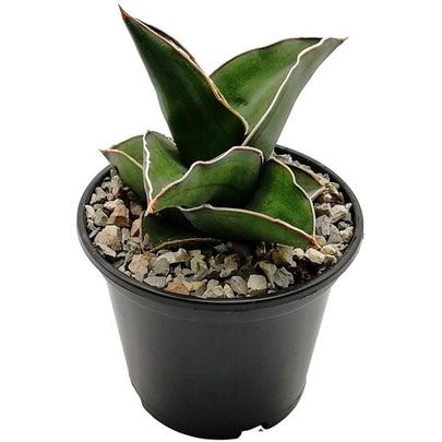 Купить живые суккуленты 🌵 Интернет-магазин суккулентов EnjoyPlants