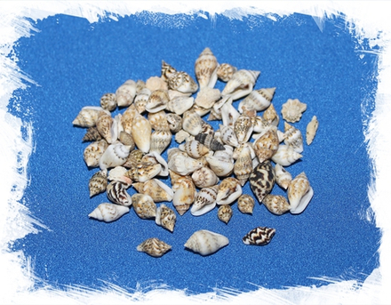 Ракушки Насса, 0,8-2см, 100гр, 450шт