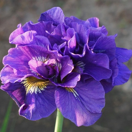 Ирис сибирский Каблуи