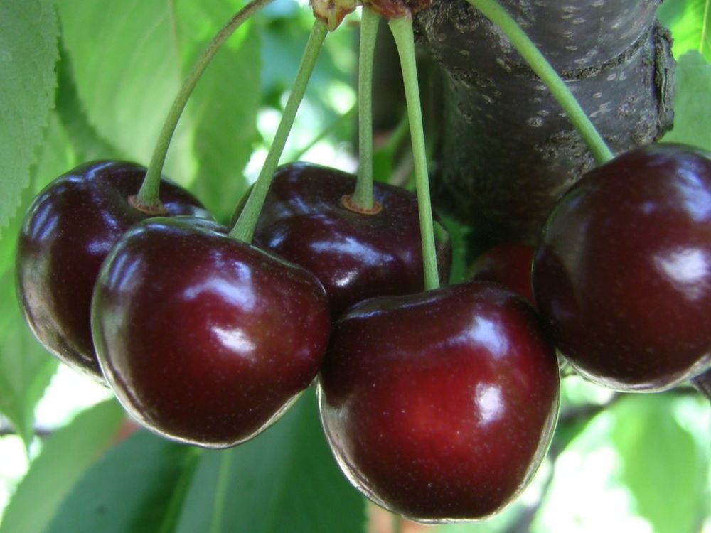 Дюк Кормилица