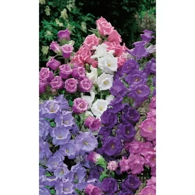 Семена Колокольчик Смесь лидеров (УД) Е/П