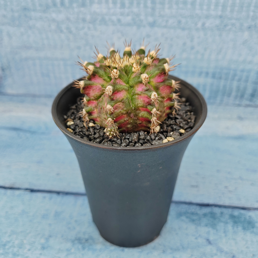 Gymnocalycium T-Rex Pink hybride (Гимнокалициум T-rex)