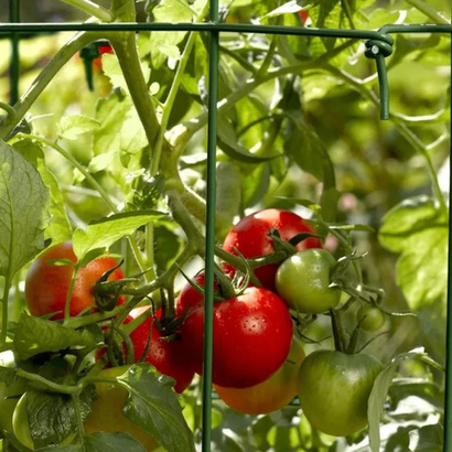 Махитос F1 семена томата индетерминантного (Rijk Zwaan / Райк Цваан)