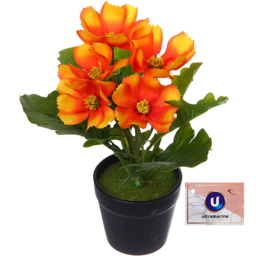 Цветочная композиция «Поцелуй лета» Космея оранжевая 20см