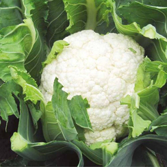 Брунел F1 семена капусты цветной (Syngenta / Сингента)