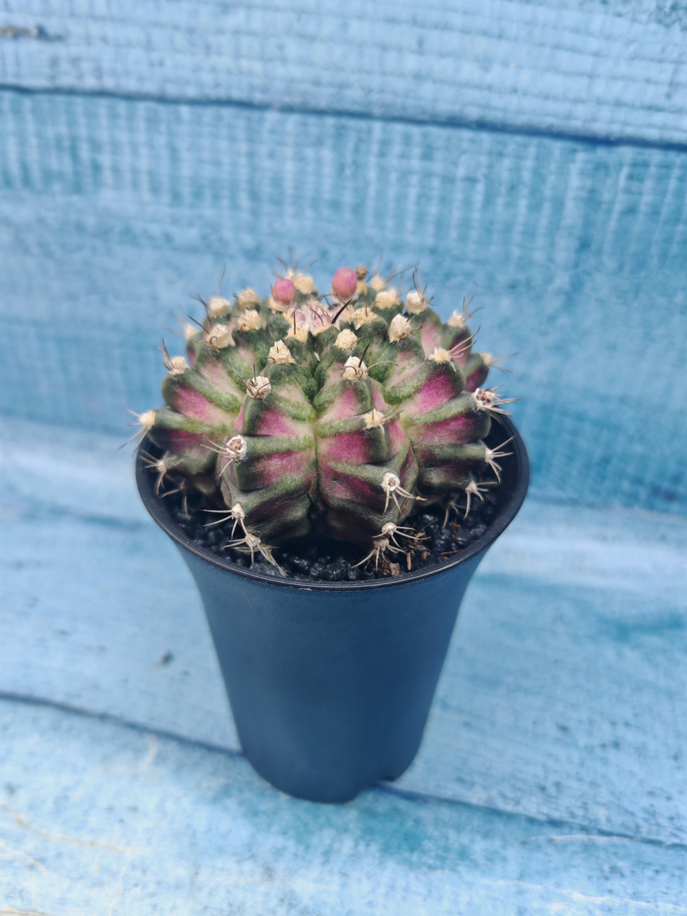 Gymnocalycium T-Rex Pink hybrid (Гимнокалициум T-rex)