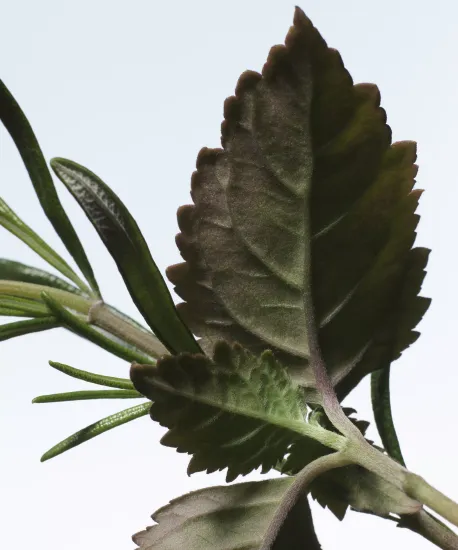 Dries Van Noten Voodoo Chile Eau de Parfum