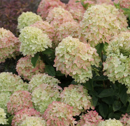 Гортензия метельчатая Little Lime Ice в контейнере 0,5л