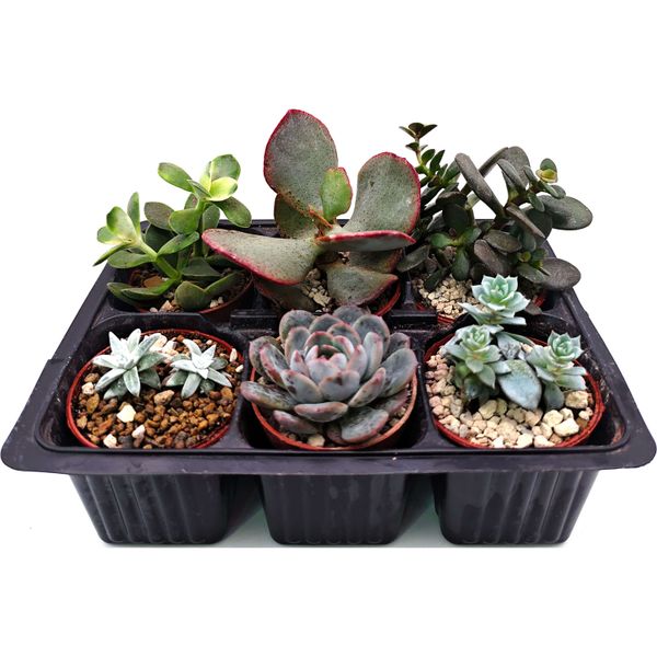 Набор суккулентов D5 №91256