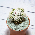 Mammillaria Arizona Snowcap (Маммиллярия)