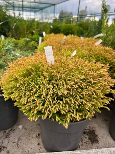 Туя западная Golden Tuffet c 5