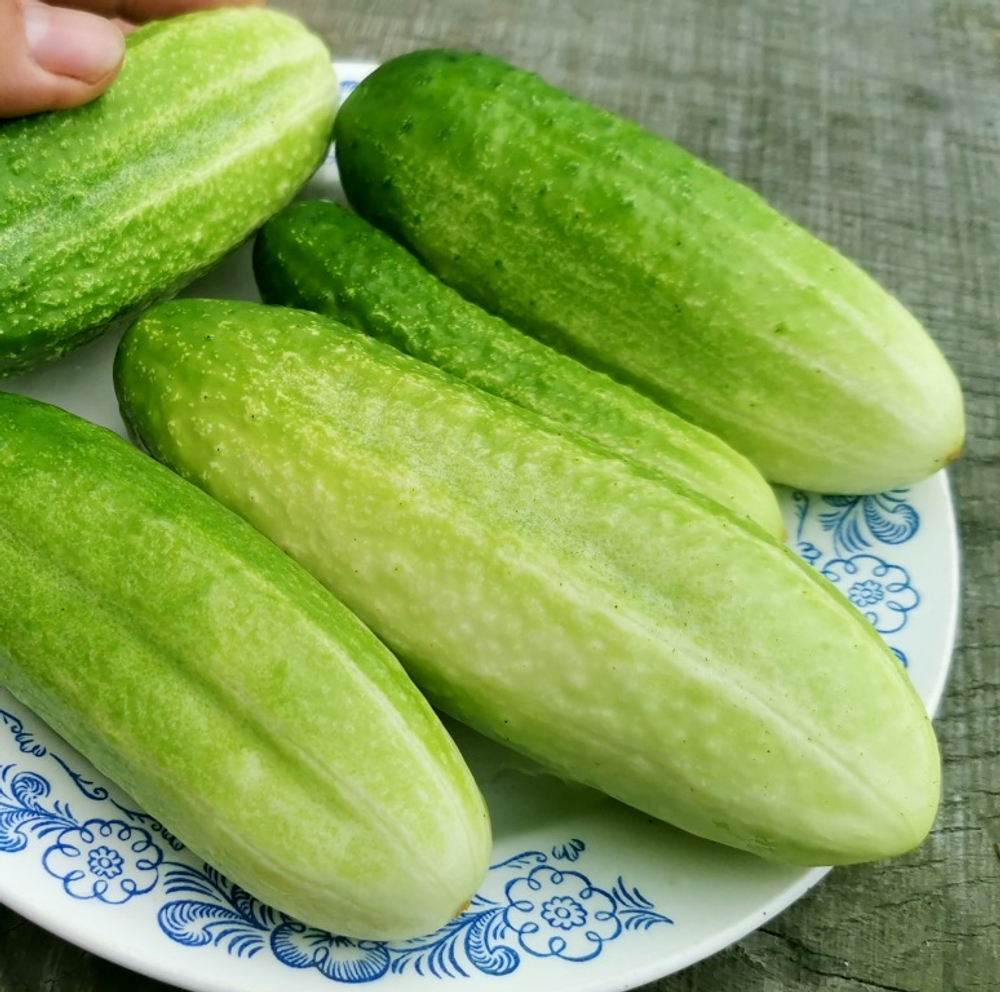 Огурцы Старые Немецкие