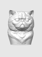 Экзотическая короткошерстная кошка
