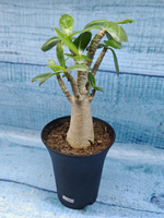 Adenium Baobab (Адениум)