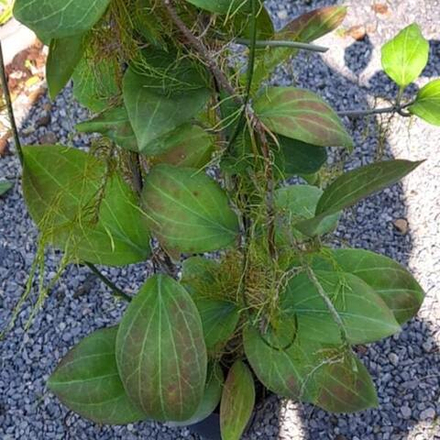 Хойя HELLWIGIANA